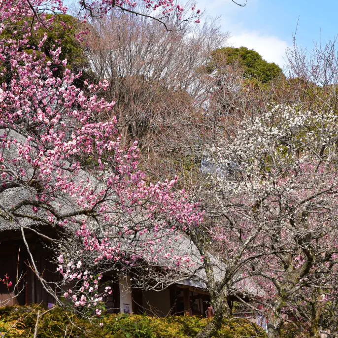 松連庵